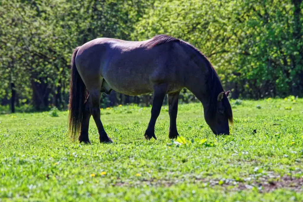 horse gender terminology