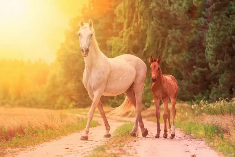 Horse Gender & Age Terms Explained For Beginners