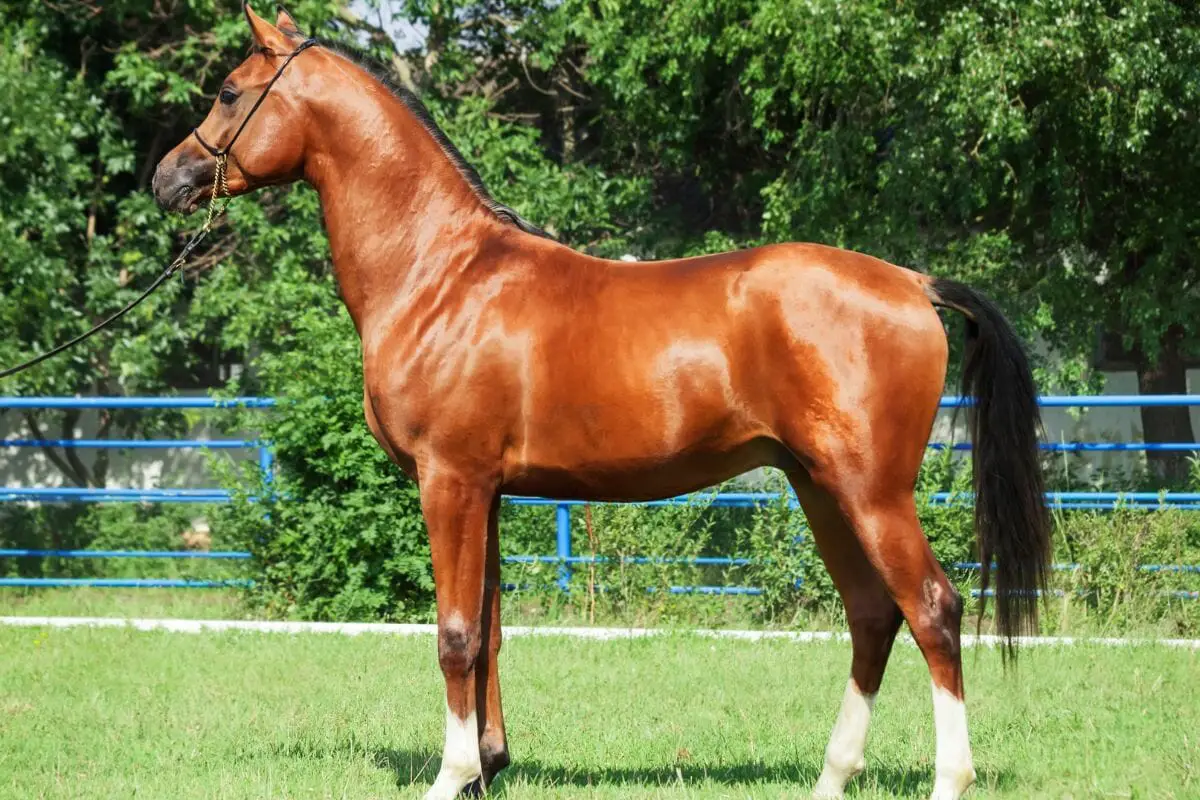 Wild Bay Horses Description, Facts & Photo Gallery