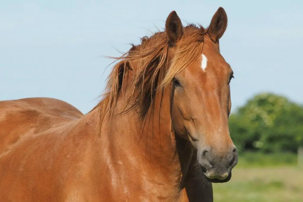 suffolk punch doesn't come in bay