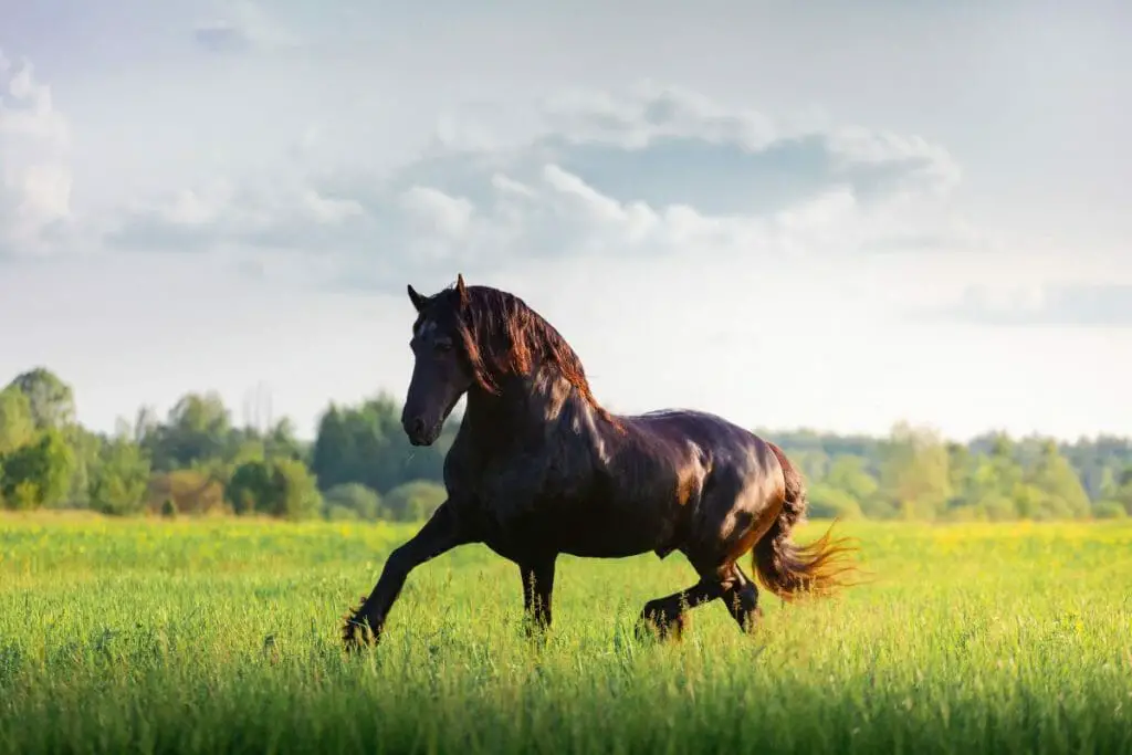 Purebred Friesian doesn't come in the color bay