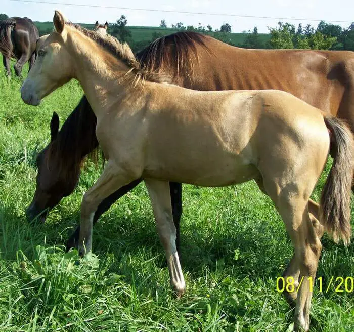 Amber Champagne foal