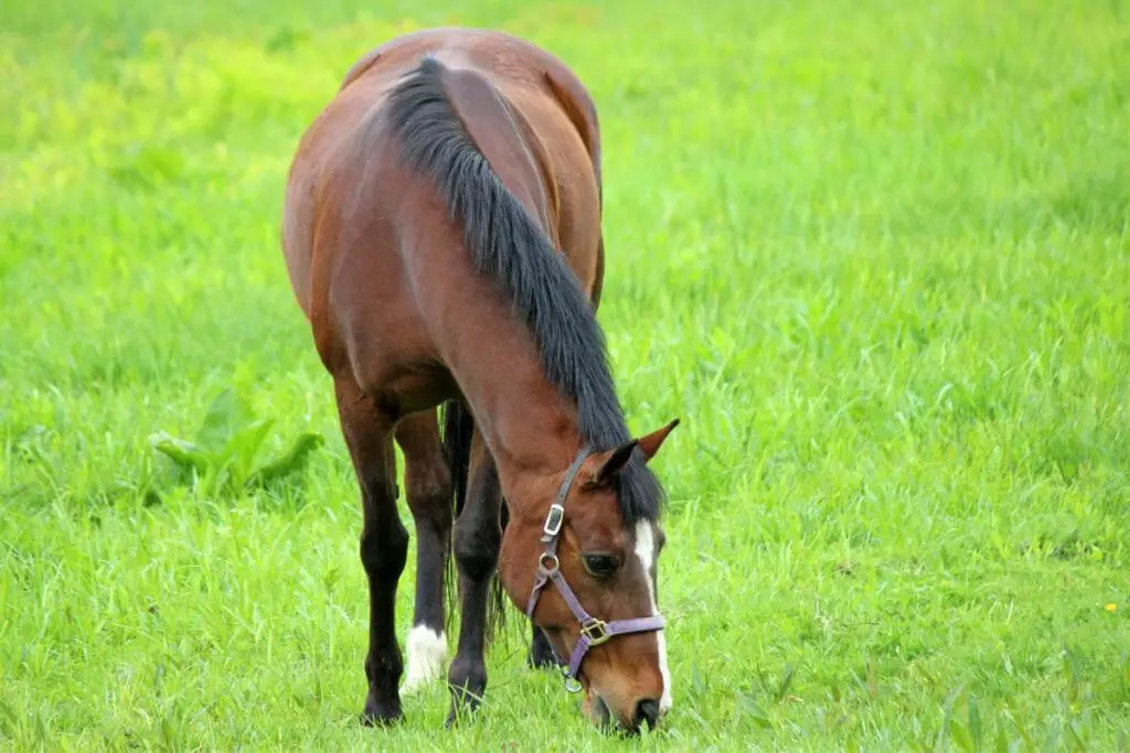 bay horse with white sock
