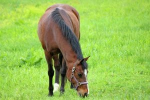 Bay Horses 101 (Genetics, Shades of Bay, Breeds & FAQ)
