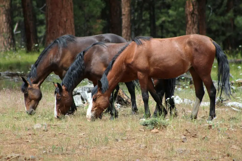 Horse Breeds That Come In Bay