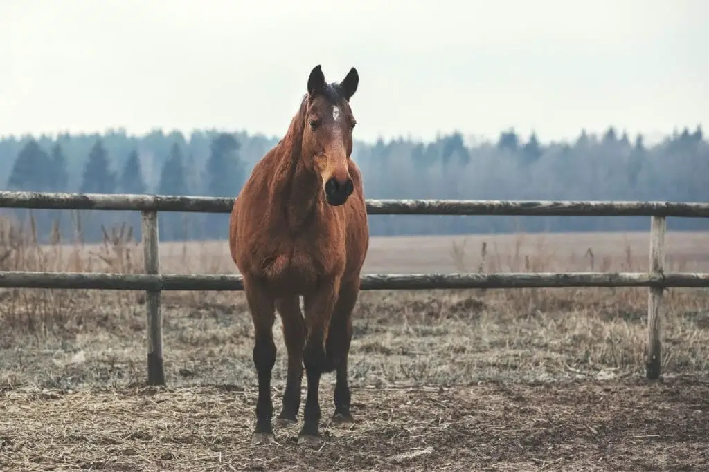 bay horse with star