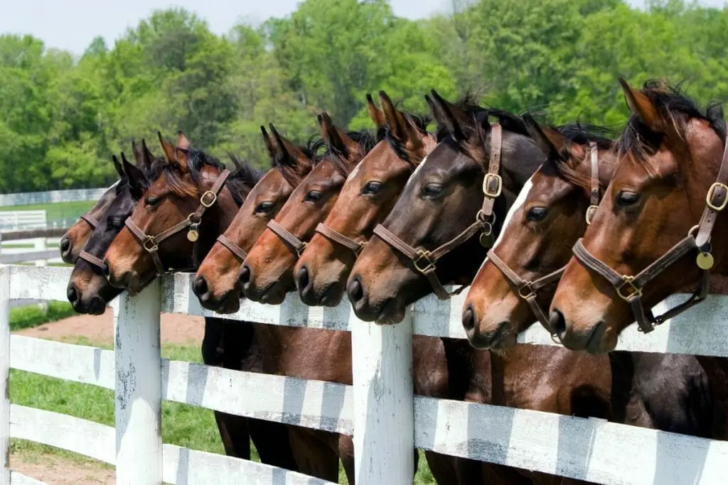 Bay Horse Variations