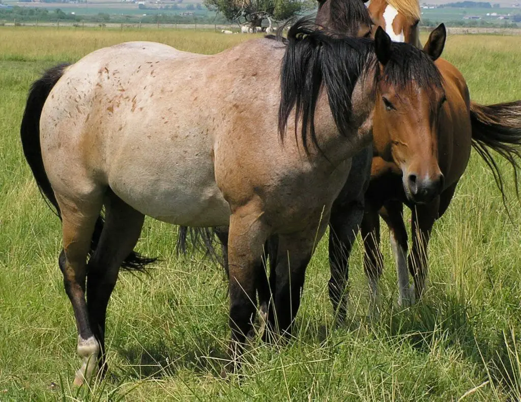 Bay Roan quarter horse