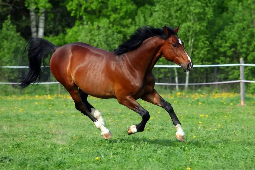 Blood Bay Horse