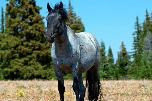 Blue Roan Horse