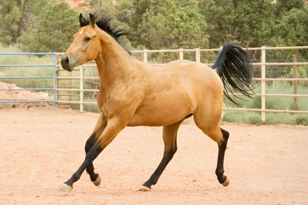 buckskin horse