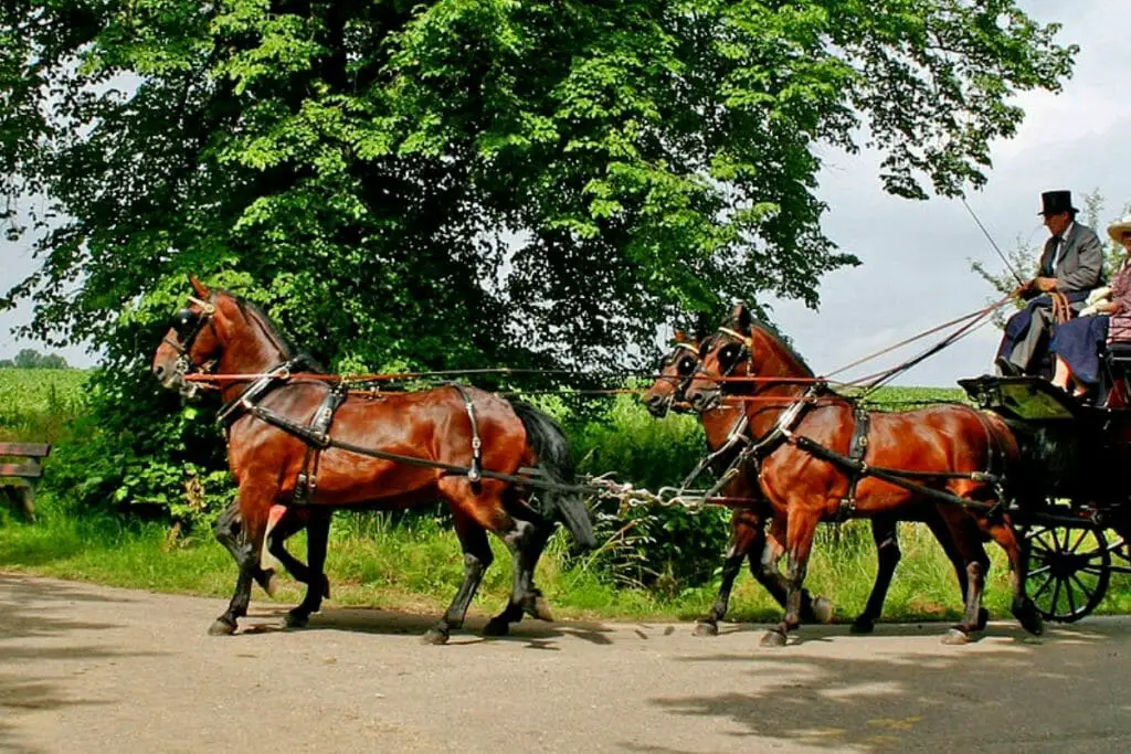 Cleveland Bay Horse