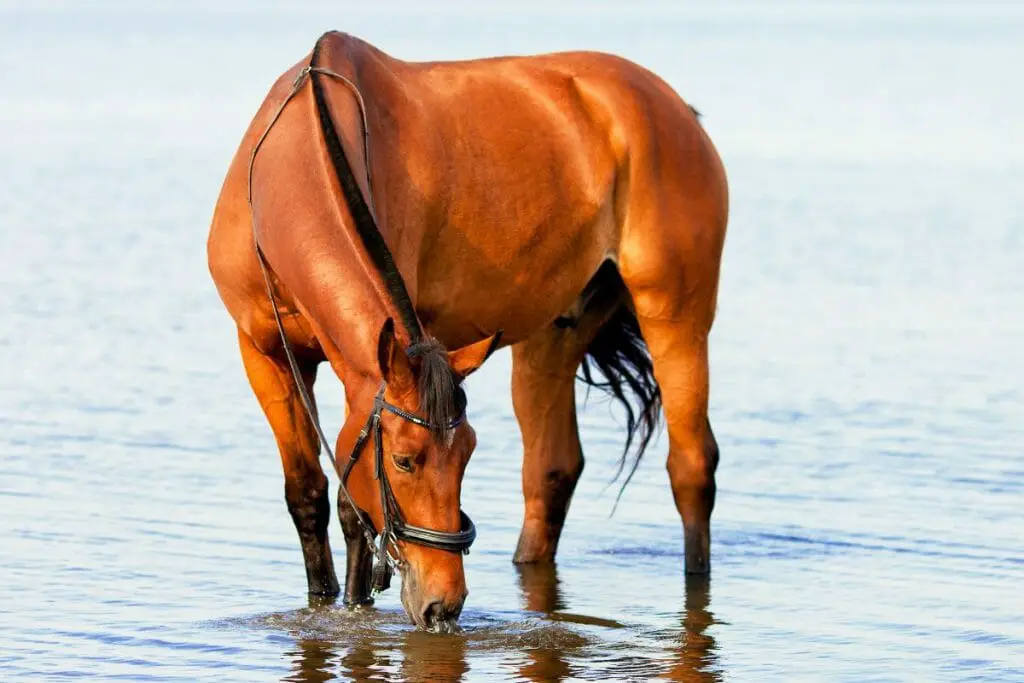 Copper bay horse