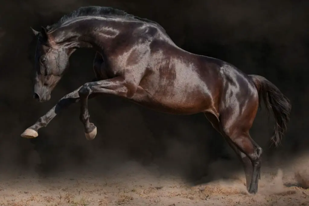 dark bay horse