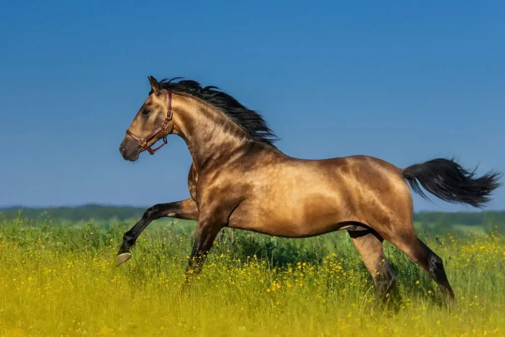 Golden bay horse also known as light bay horse
