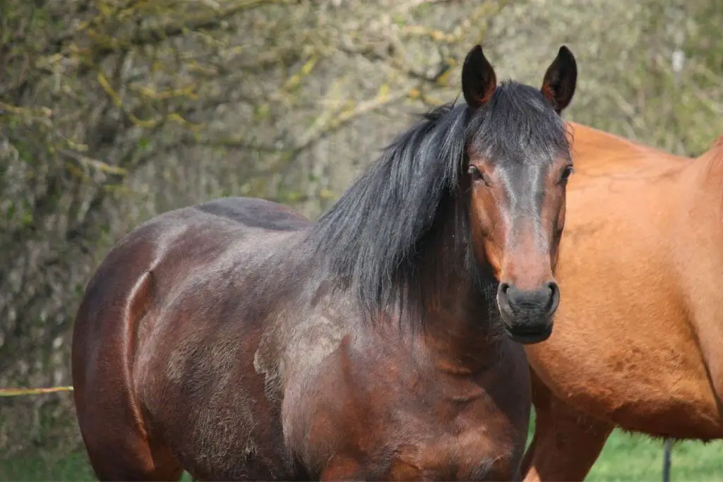 Mahogany Bay Horse