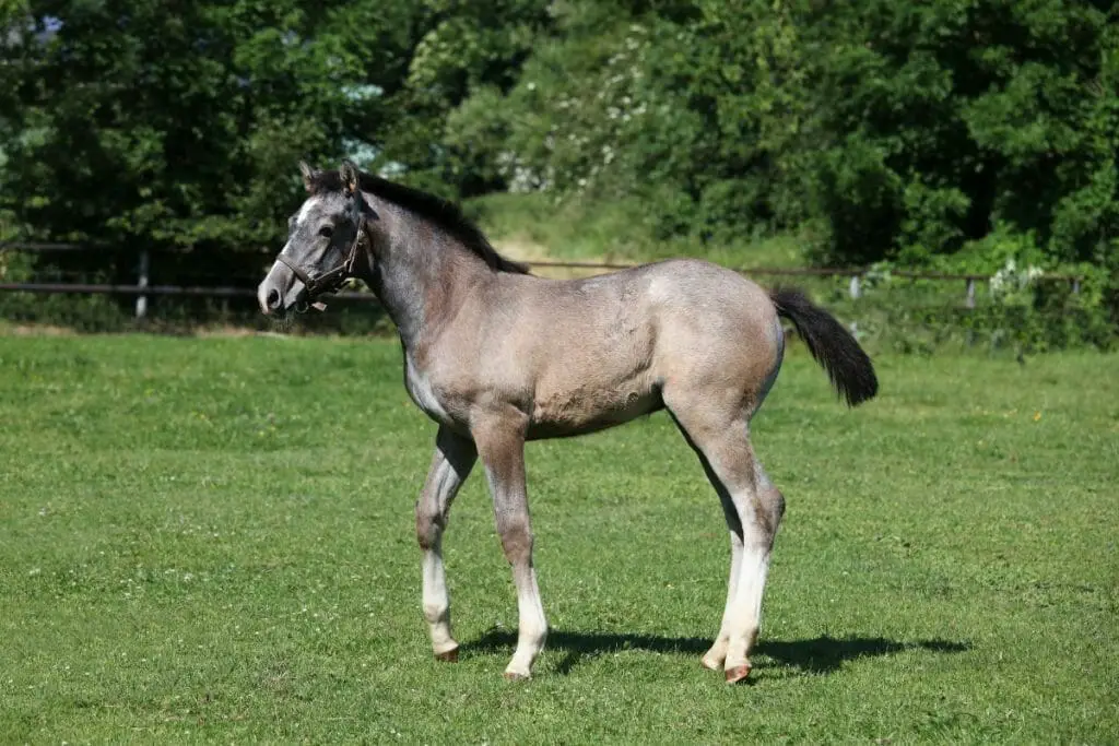 bay foal turning grey