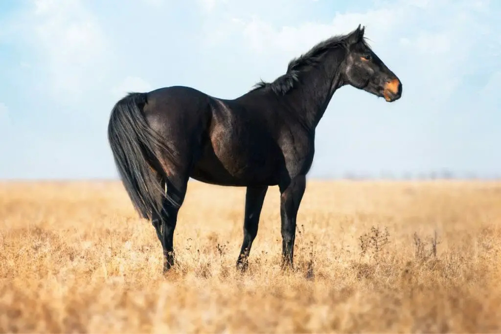 seal brown horse