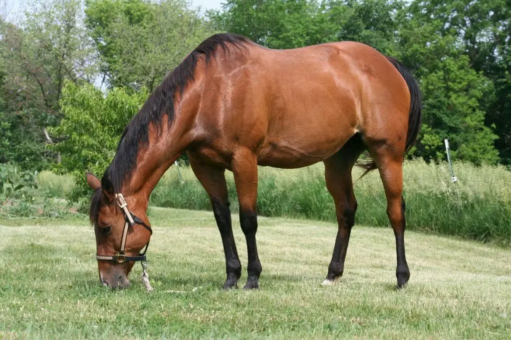 Standard Bay Mare