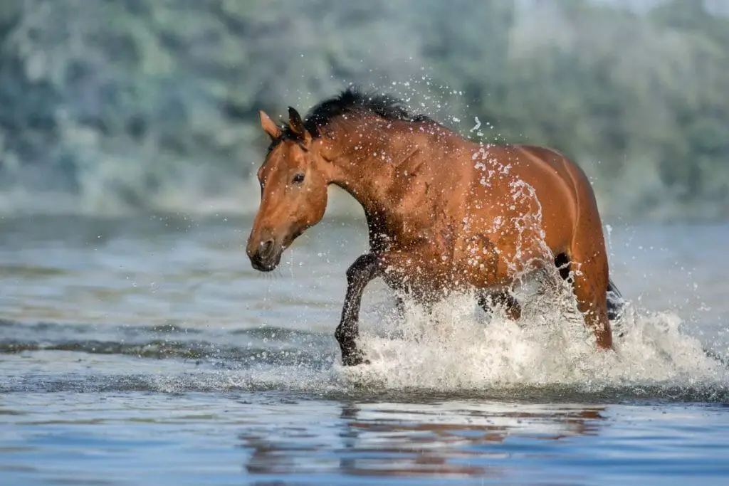 Standard bay walking through water