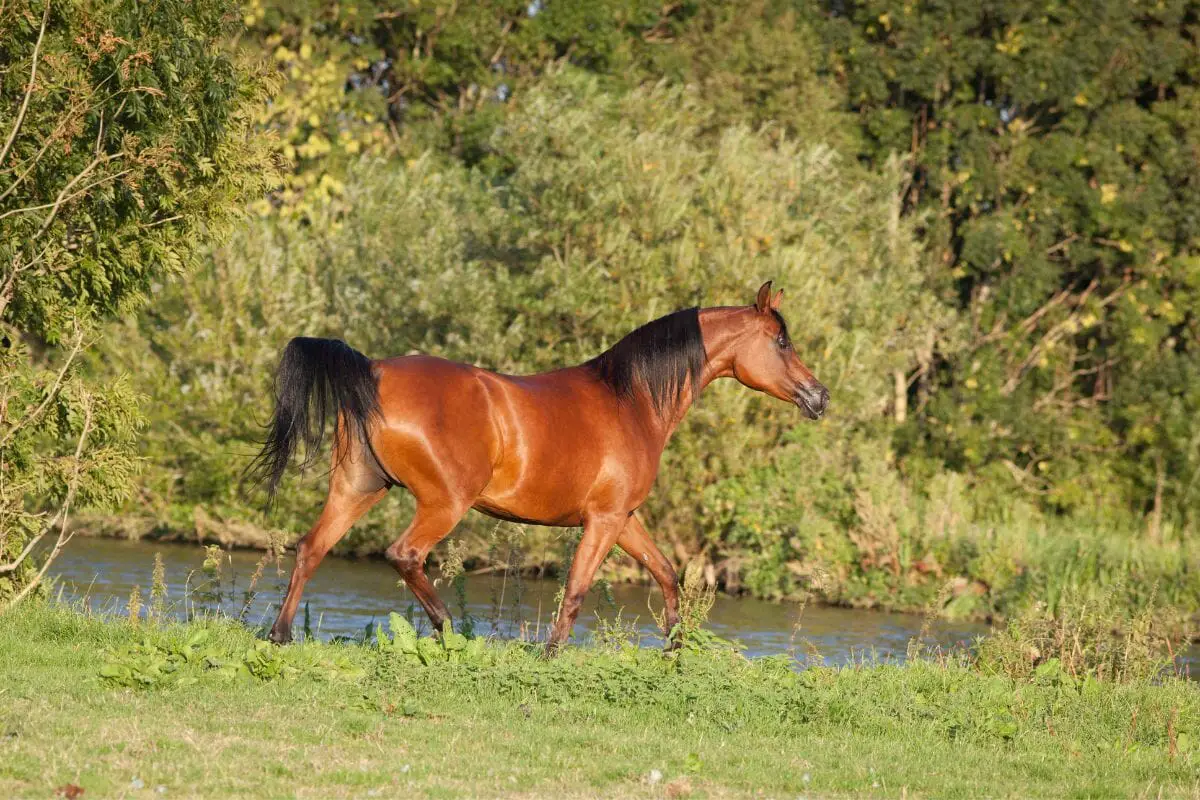 Wild Bay Horse