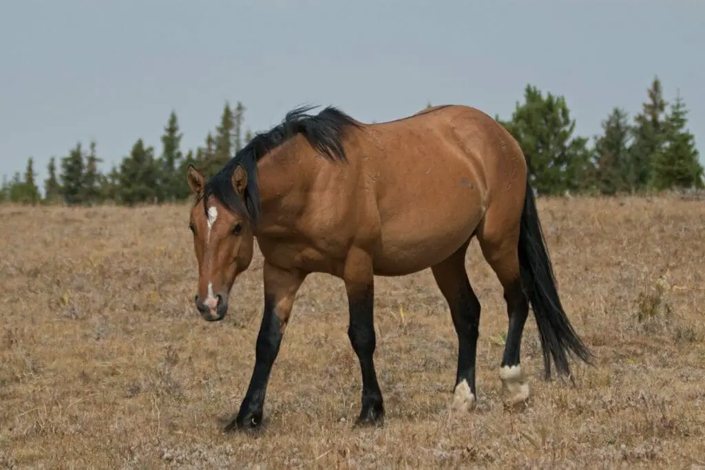 Bay Dun Mustang