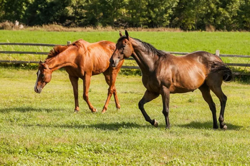 chestnut and bay horse