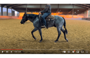 Blue Roan Horse (Everything You Need To Know!)