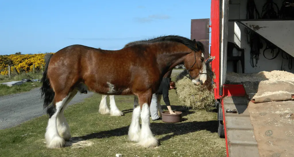 Bay Clydesdale