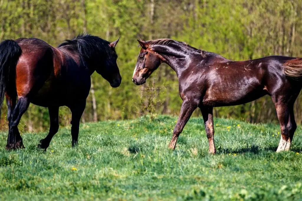 bay and chestnut horse