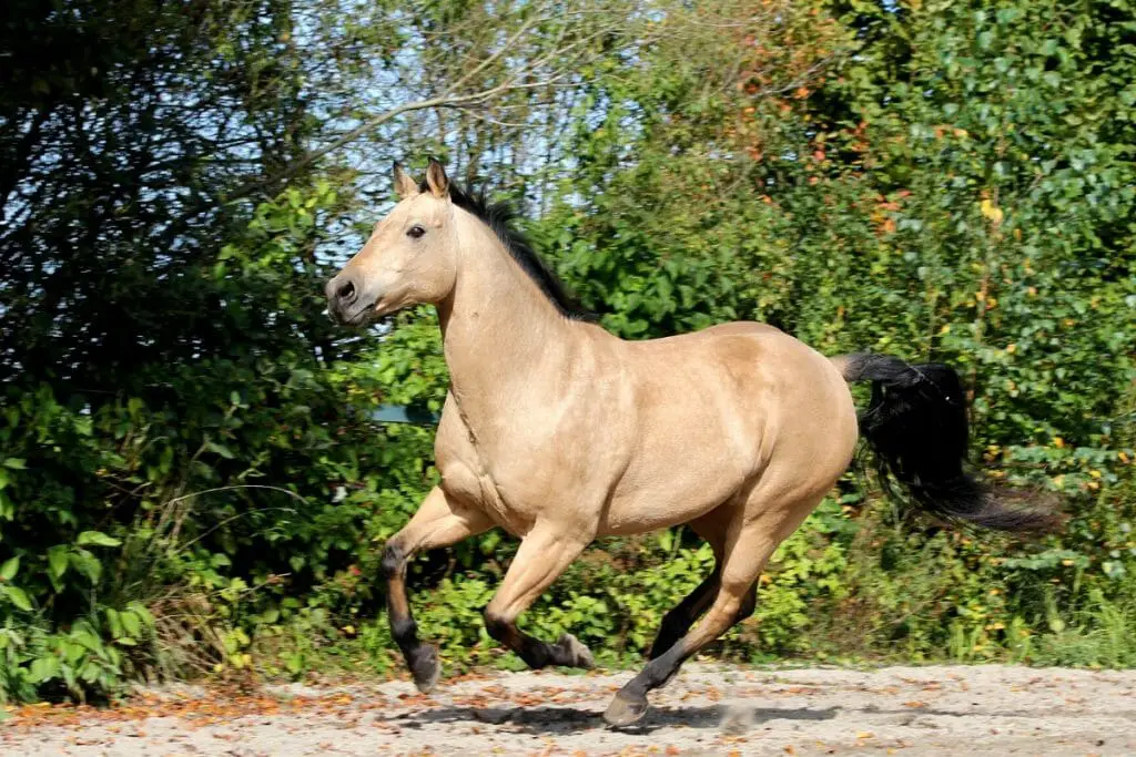 sandy bay horse also known as buckskin