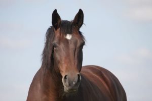 Mahogany Bay Horse with star