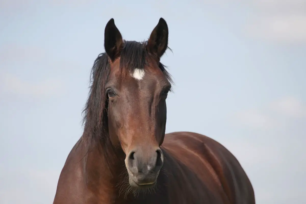 Mahogany Bay Horse with star