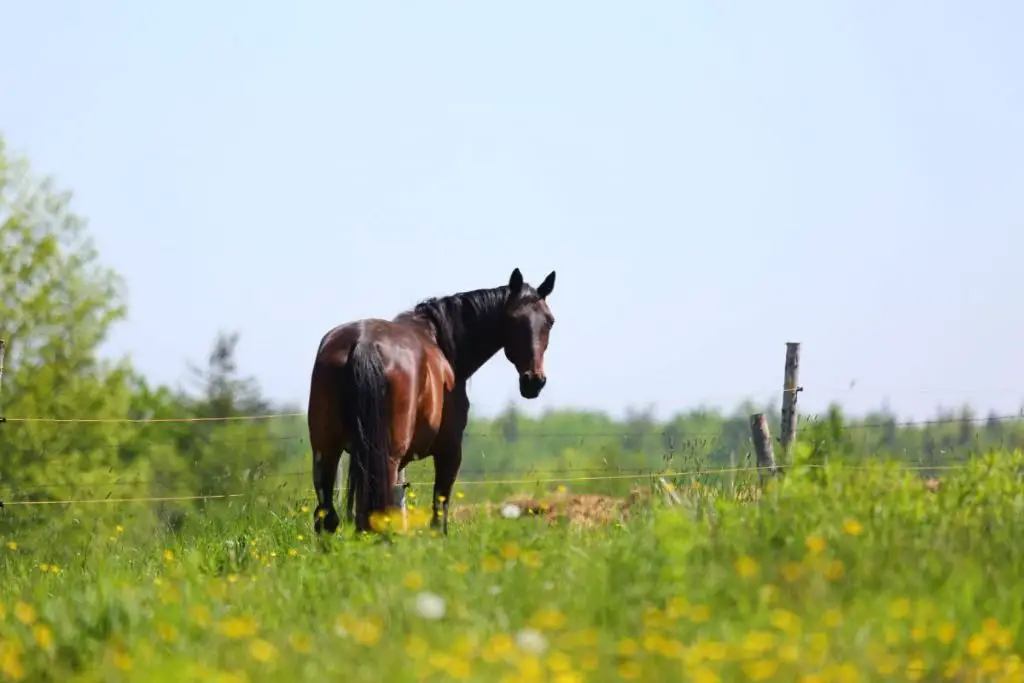 hind end of horse