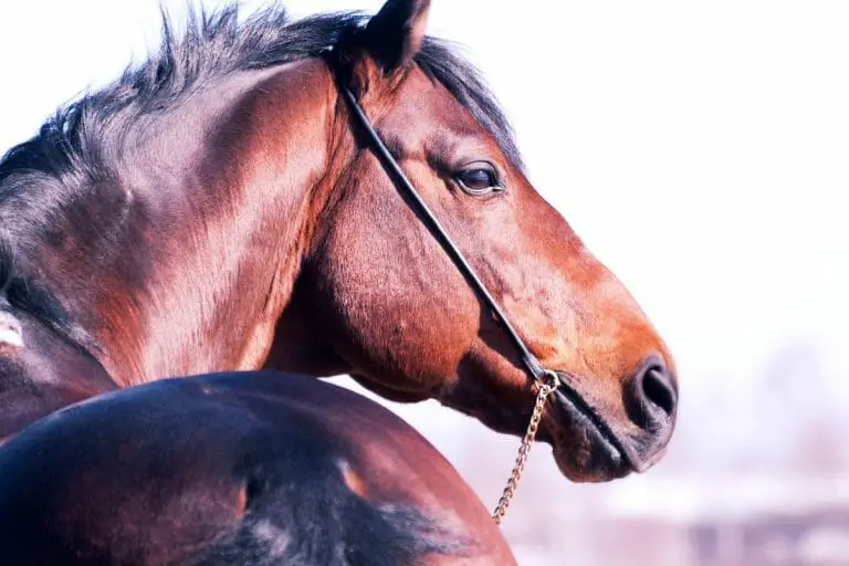 Blood Bay Horse Color, Info, Images, Characteristics, & FAQ