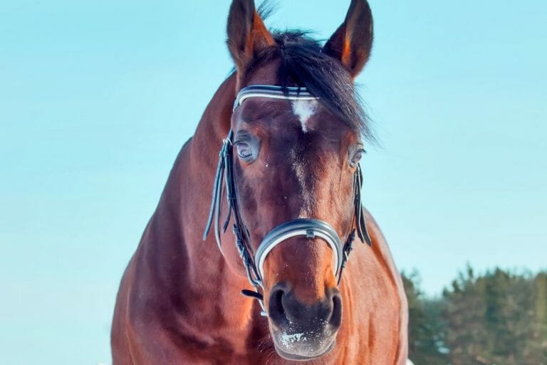 Blood Bay Horse Color, Info, Images, Characteristics, & FAQ