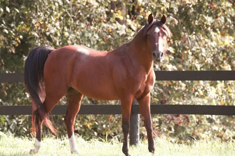 Blood Bay Horse Color, Info, Images, Characteristics, & FAQ