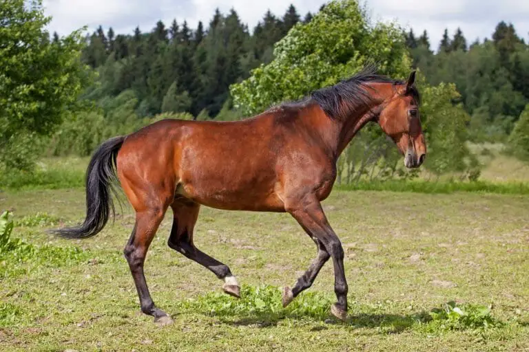 Blood Bay Horse Color, Info, Images, Characteristics, & FAQ