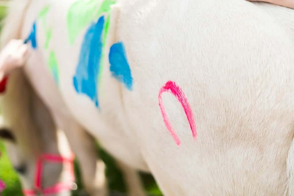 Tempera paints can be used on horses