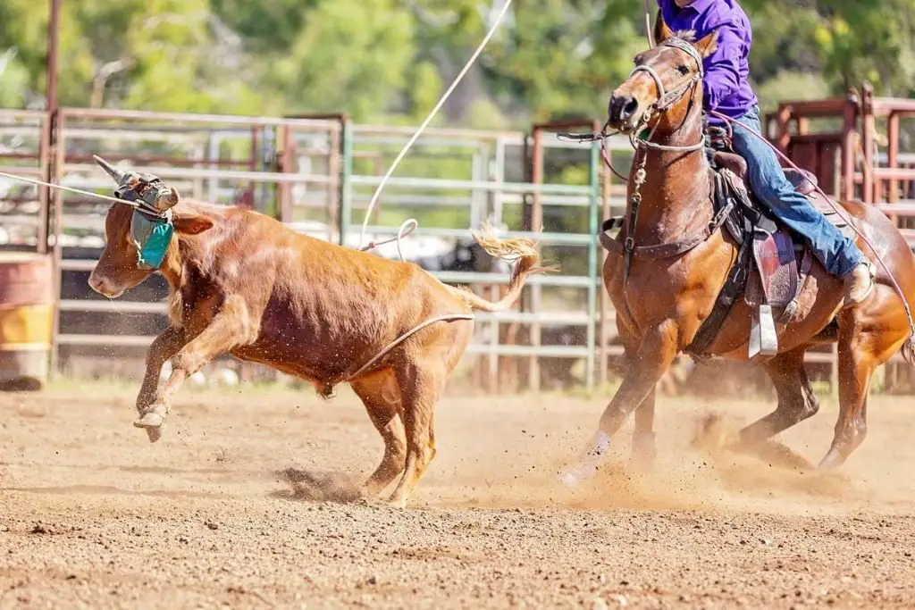 calf roper