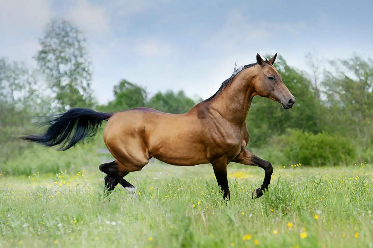 Coldblood Hotblood Warmblood Horses