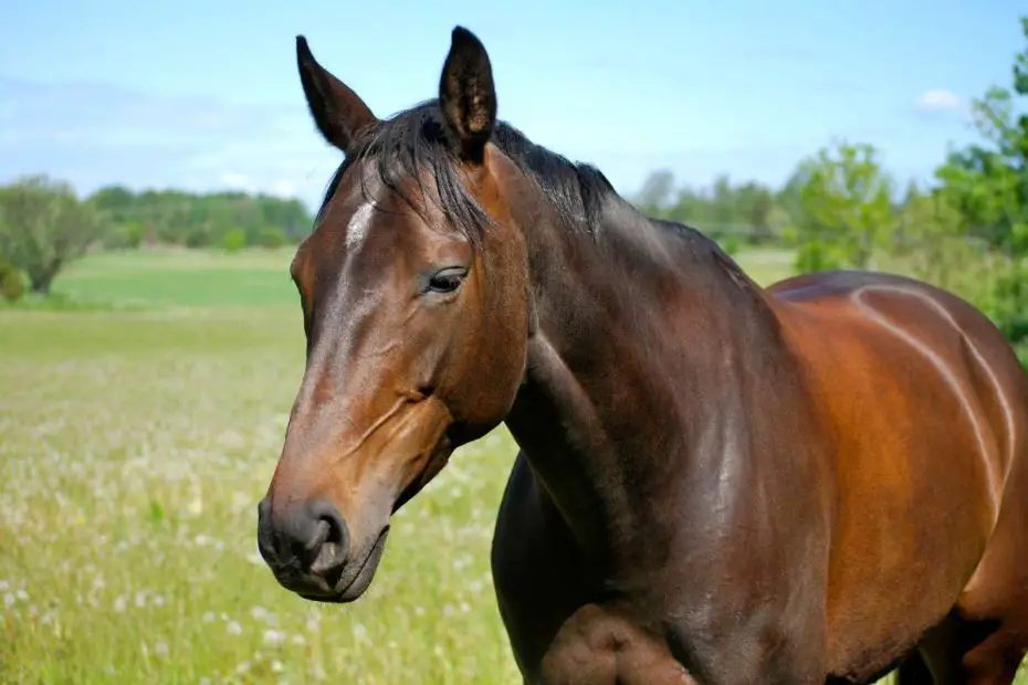 Hot, Cold, Warm Blooded Horses What They Mean