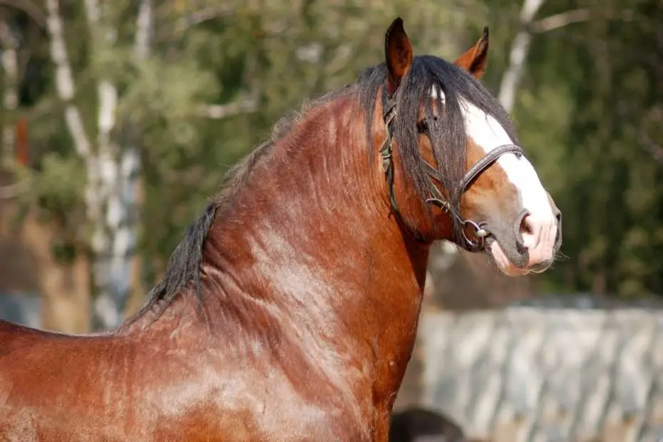 Hot, Cold, Warm Blooded Horses What They Mean