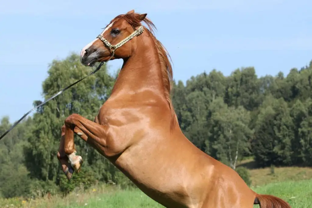 What Are Hot Blooded Horses