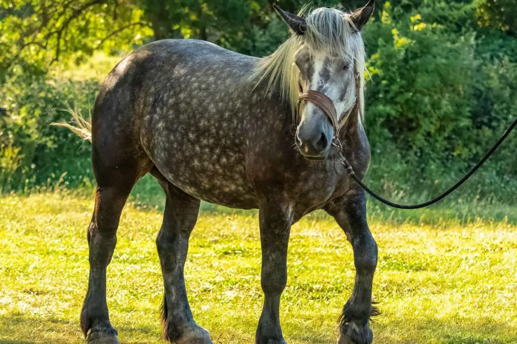 What Does Hot, Cold and Warm Blooded Horses Mean