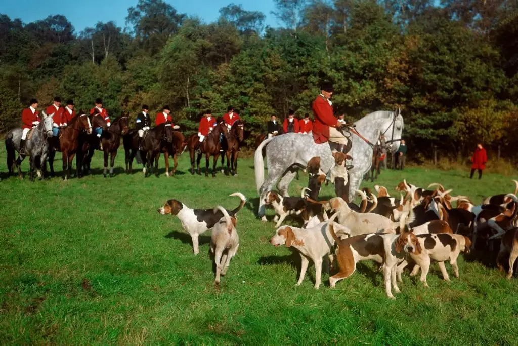 fox hunting