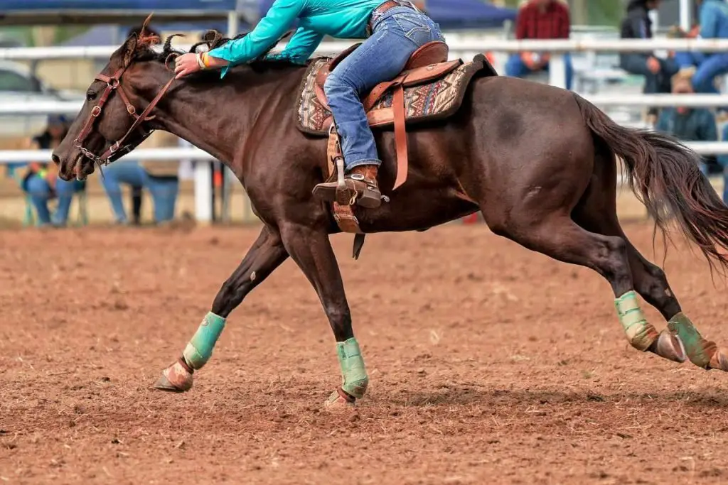 barrel racer