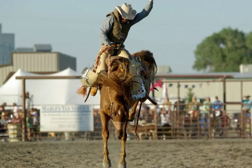 bronc rider
