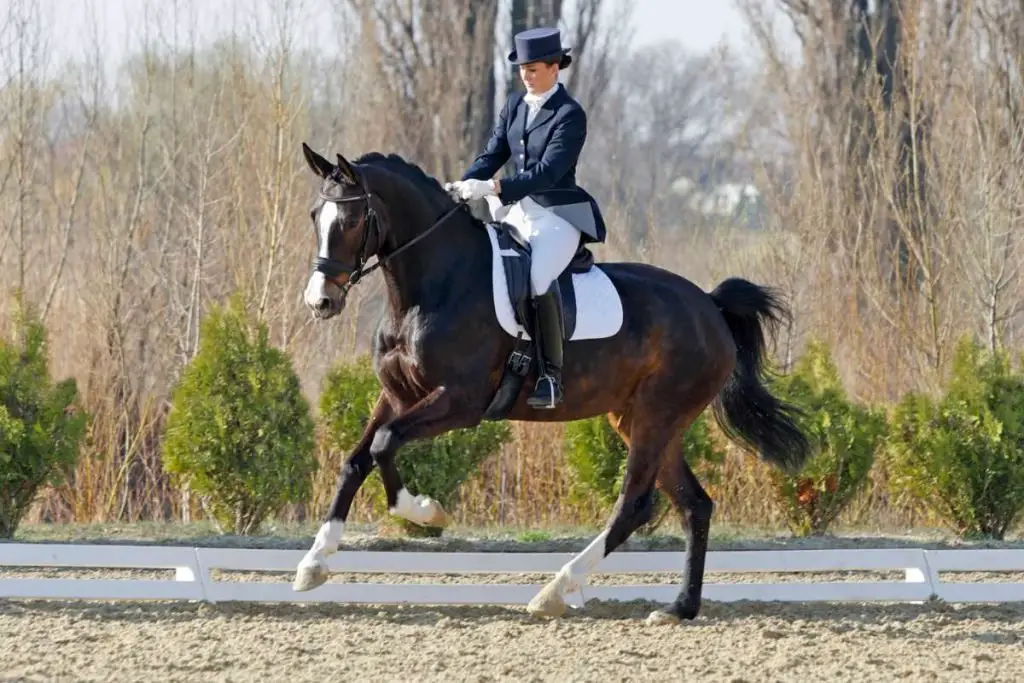 dressage rider
