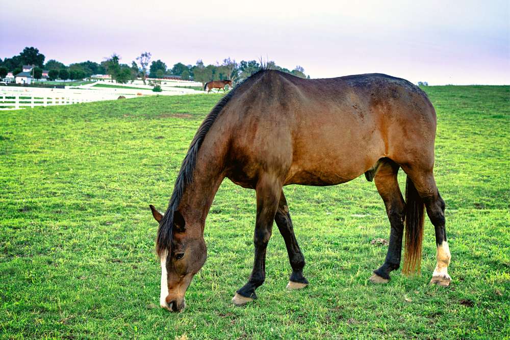 Faqs related to equine grass glands